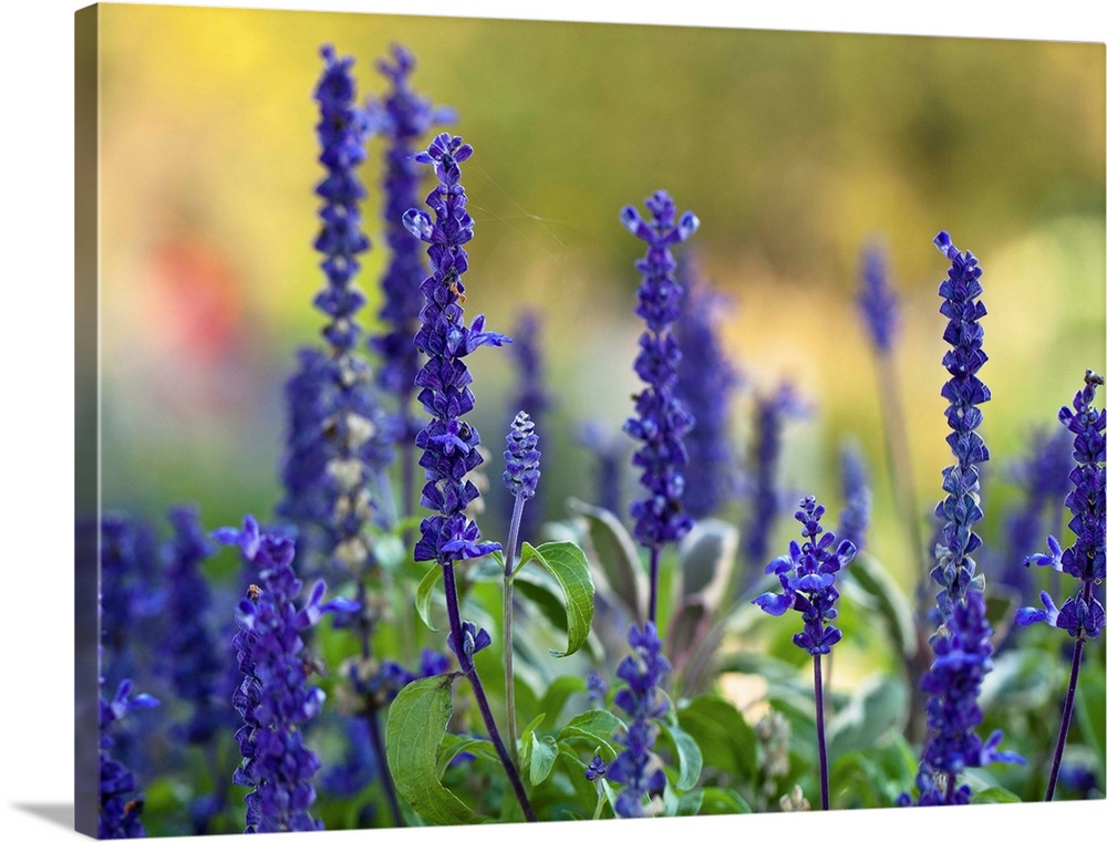 Late summer garden filled with violet colored Salvia flowers with colorful blurred background.