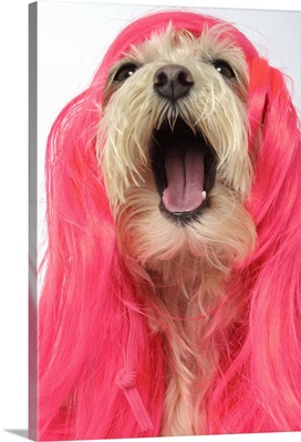 Laughing Maltese Poodle Dog in a pink wig barking