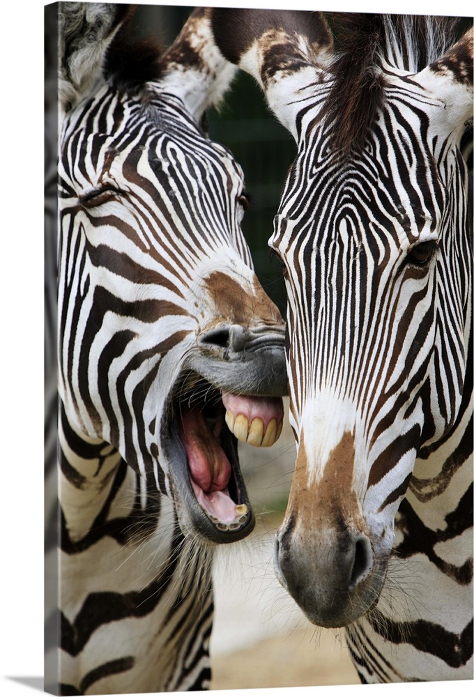close-up of head of zebras, Equus Sp., Berlin zoo