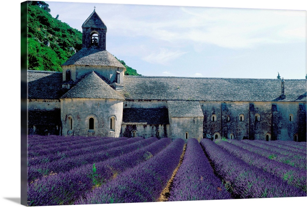 Lavender fields at the Abbeye du Senanque near Gordes, in the Vaucluse, Provence, France