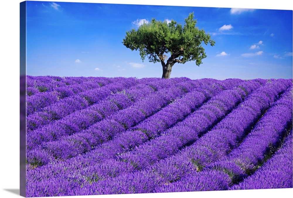 Photo of a field of bright purple lavender flowers blooming in the Haute Provence, France.