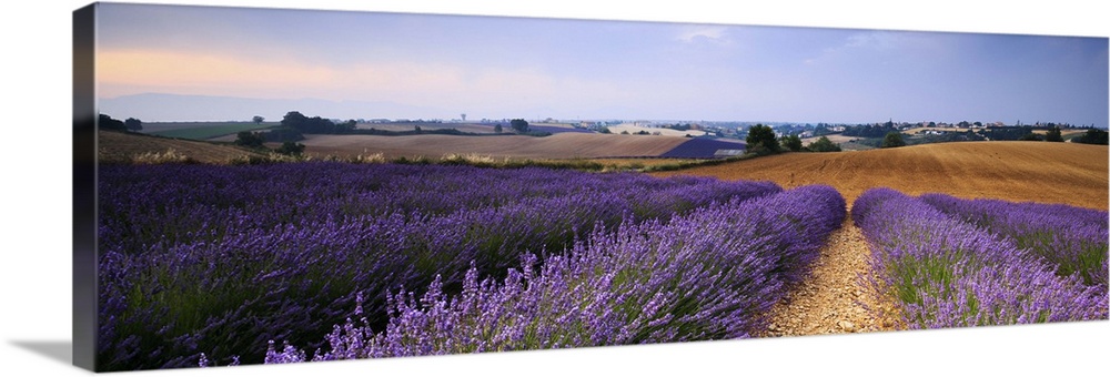 Close-up of rows of lavender in full blossom at sunrise, Valensole, Haute Provence, France.