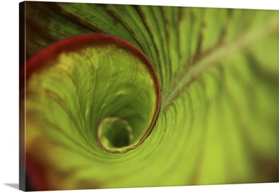 Leaf Green Spiral In The Rainforest