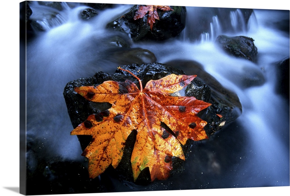 Maple leaf in stream-olympic np. Washington state.