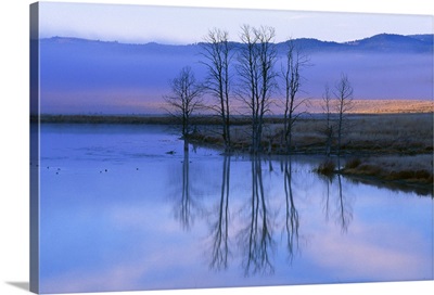 Leafless trees reflecting on pond, Montana, USA