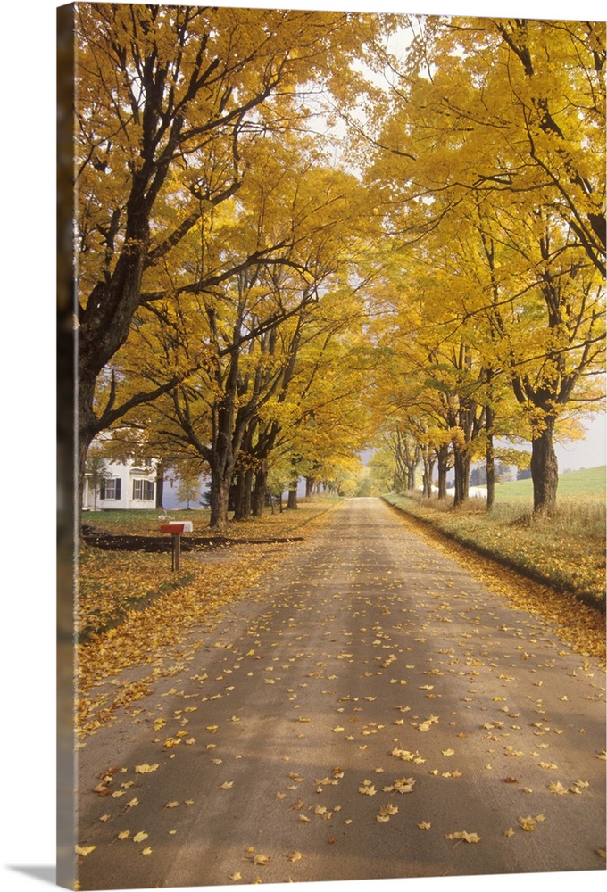 'Leaves are turning yellow alongside a rural road in Peacham, Vermont'