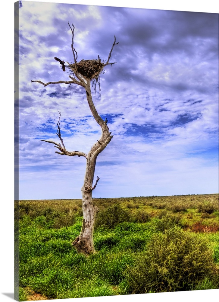 Old dead tree with giant eagle nest.