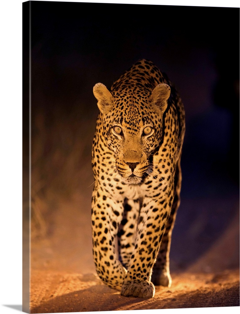 South Africa, Mpumalanga Province, Sabi Sands Game Reserve, Spotlight illuminates Leopard (Panthera pardus) walking along ...