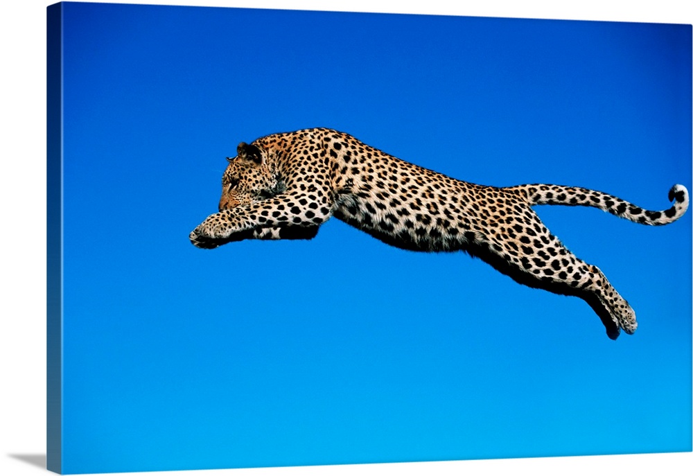 Leopard Jumping
