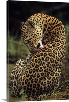 Leopard (Panthera pardus) grooming back, sitting on savannah, Kenya