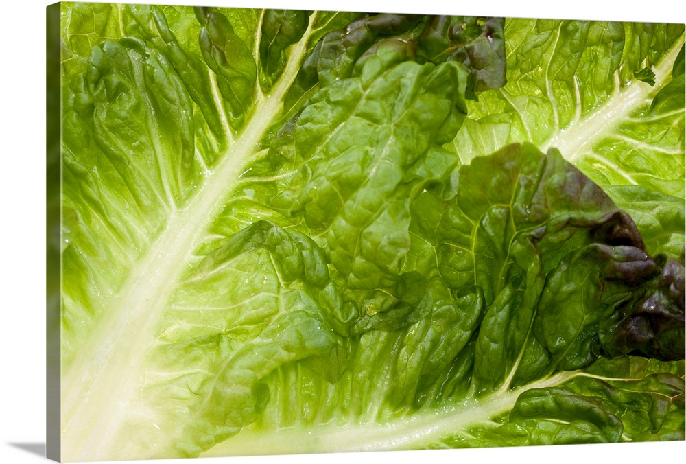 Giant, close up landscape photograph of brightly lit green lettuce leaves.