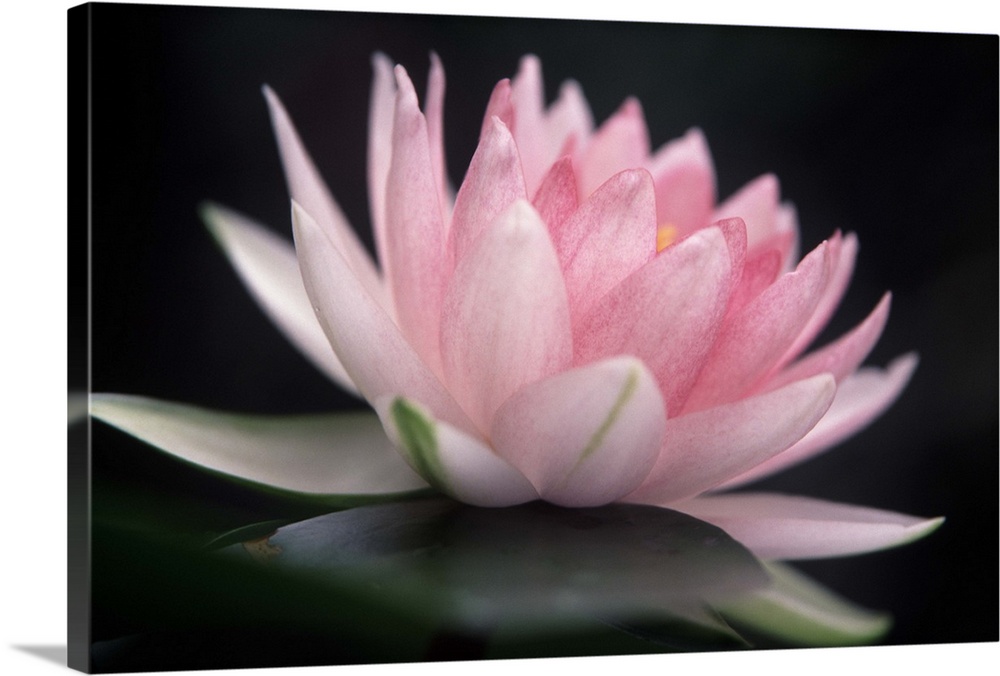 Light pink water lily on pond's surface.