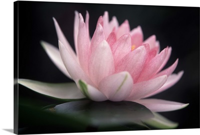 Light pink water lily, 'nymphaea'