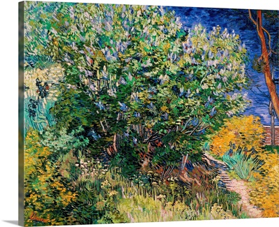Lilac Bush