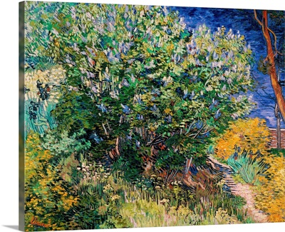 Lilac Bush By Vincent Van Gogh