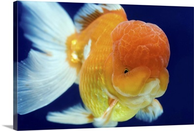 Lion Head oranda goldfish