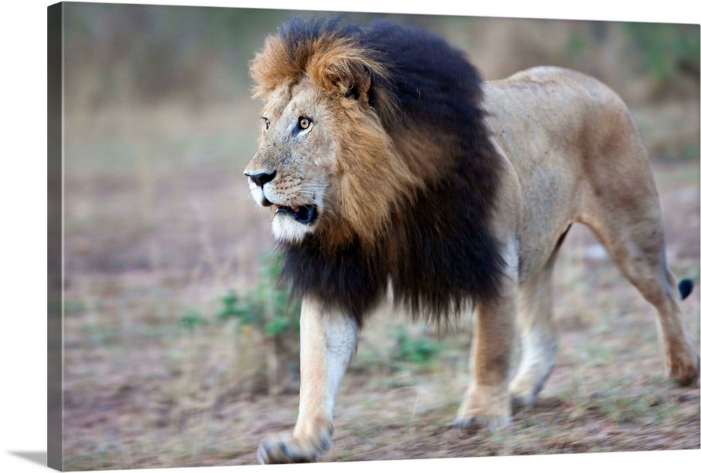 Lion Masai Mara Reserve, Kenya Africa