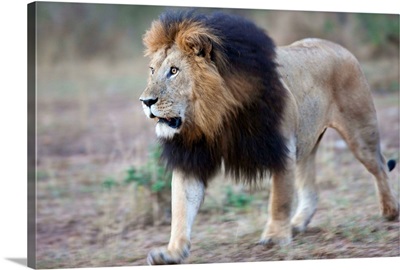 Lion Masai Mara Reserve, Kenya Africa
