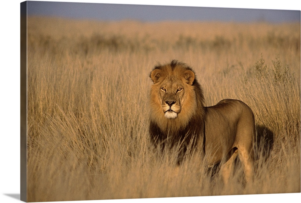 Giant canvas of a lion standing in a field cast with lighting from the sunset.