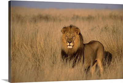 Lion (Panthera leo), adult male, standing on savanna