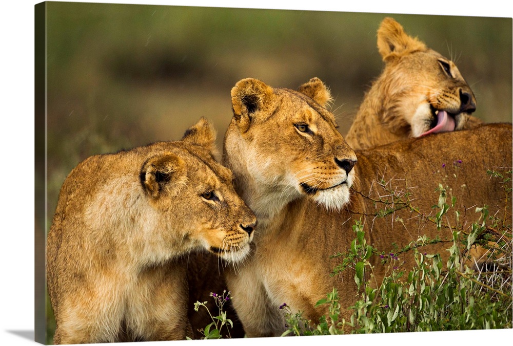 Tanzania, Ngorongoro Conservation Area, Ndutu Plains, Lioness (Panthera leo) greeting greeting and grooming each other aft...