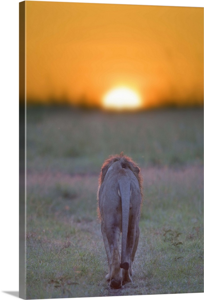 Lion walking towards the sunset, Kenya, Masai Mara