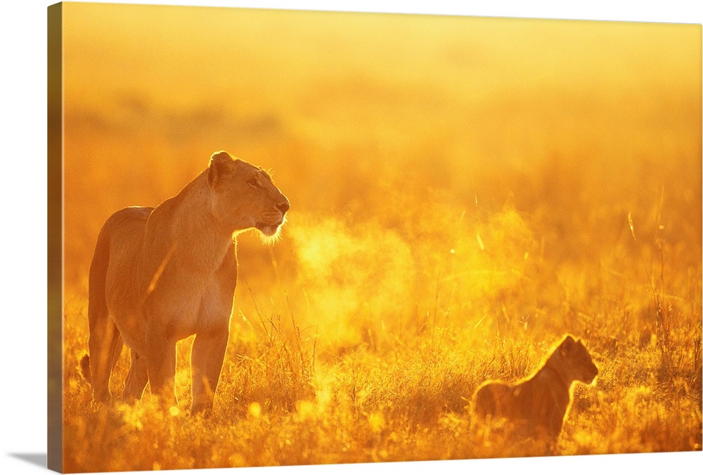 A lioness and her young cub stand in the early morning light at Musiara Marsh in Kenya's Masai Mara wildlife reserve. Phot...