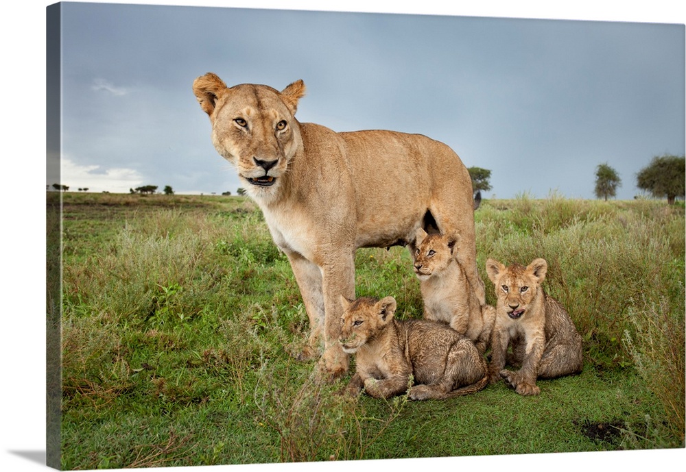 Tanzania, Ngorongoro Conservation Area, Ndutu Plains, Lioness (Panthera leo) stands beside young cubs after nursing them o...