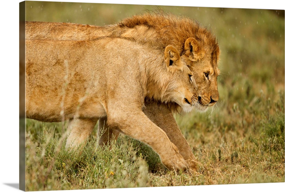 Tanzania, Ngorongoro Conservation Area, Ndutu Plains, Lioness (Panthera leo) greeting adult male from pride while walking ...