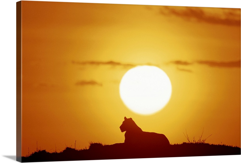 Landscape, large photograph of the silhouette of a female lion, lying under the bright sun as it sets, against a fiery sky...