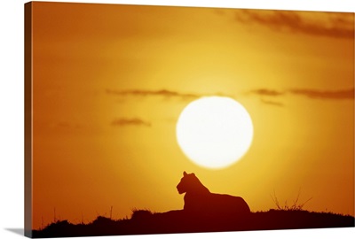 Lioness (Panthera leo) sitting, at sunset, side view, Masai Mara National Park, Kenya