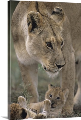 Lioness (Panthera leo) with cubs on savannah, Kenya
