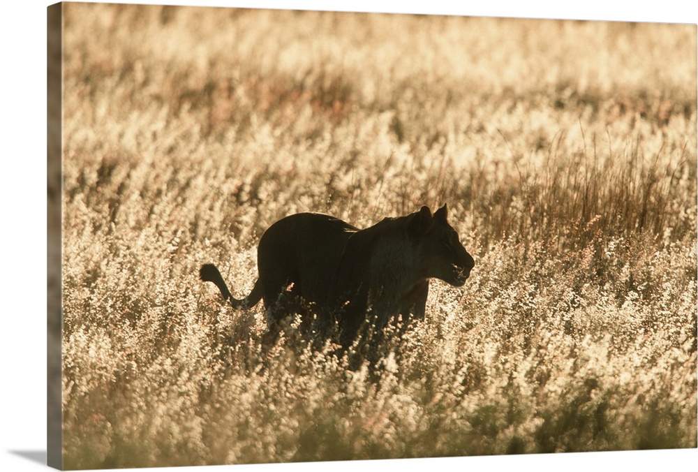Lioness (Panthera leo) silhouetted in long grass at dusk. Welgevonden Private Reserve, Limpopo Province, South Africa.