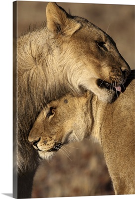 Lions (Panthera leo) pair bonding, Skeleton Coast, Namib Desert, Namibia