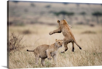 Lions Playing In Masai Mara Game Reserve, Kenya
