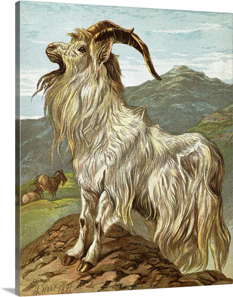 Lithograph of a mountain goat by H. Weir, dated 1871.