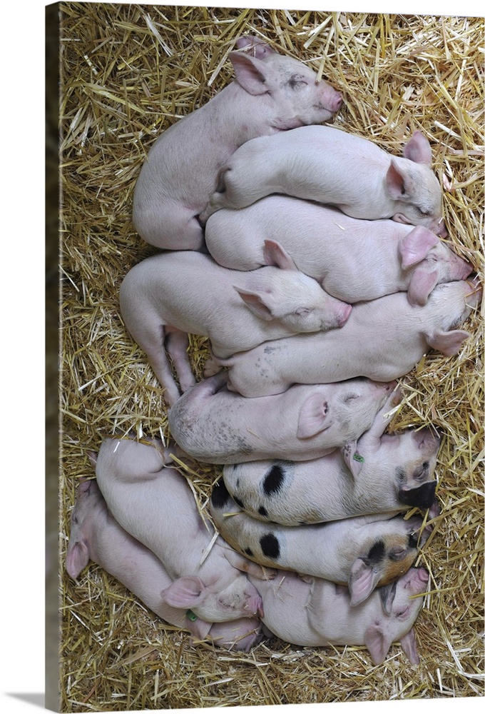 Livestock of piglets having nap on hay.