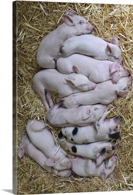 Livestock of piglets having nap on hay.