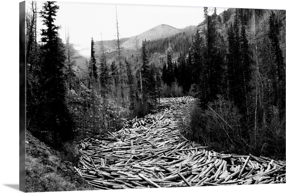 Logs jam a wooded stream below a logging area.