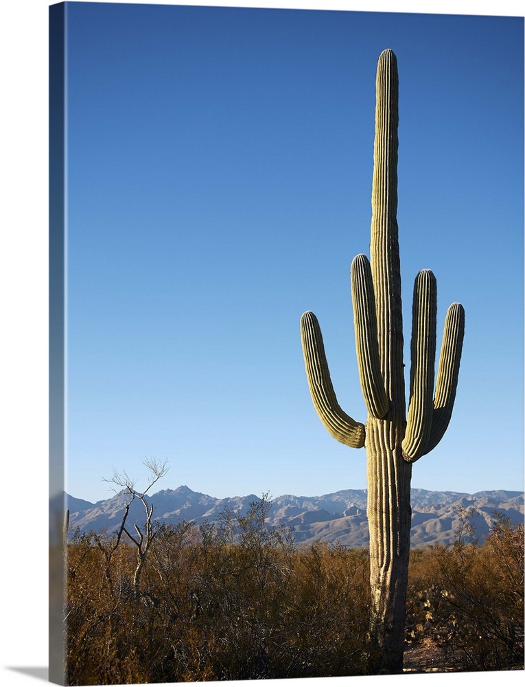 Saguaro Cactus (Carnegiea gigantea) in Southern Arizona.