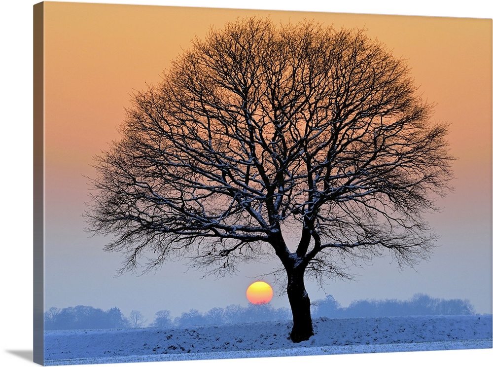Lone tree against light in icy winter sunset,fields covered with snow.