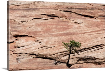 Lone Tree Growing In Rock Formation