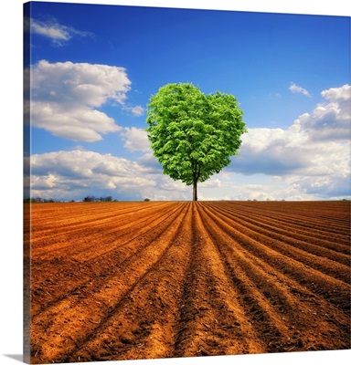 Lonely heart shape tree in field.