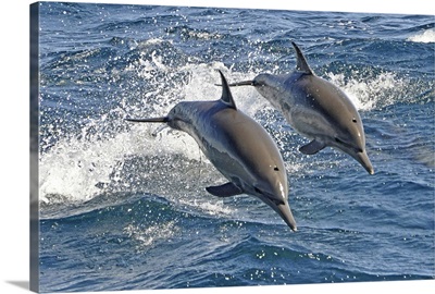 Long-beaked Common Dolphins, a highly energetic and acrobatic species