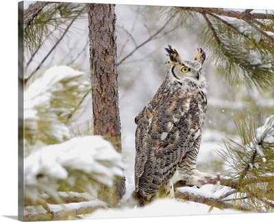 Long eared owl sitting on a pine tree branch