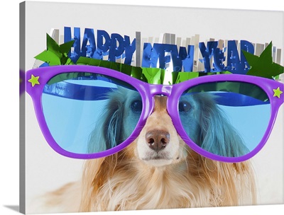 Long-haired Dashshund wearing giant Happy New Year's sunglasses