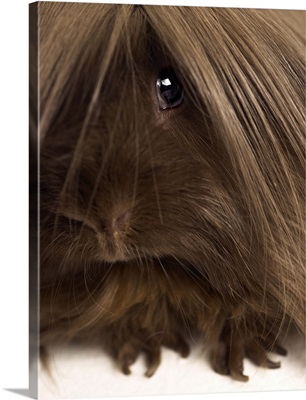 Long haired guinea pig, close-up