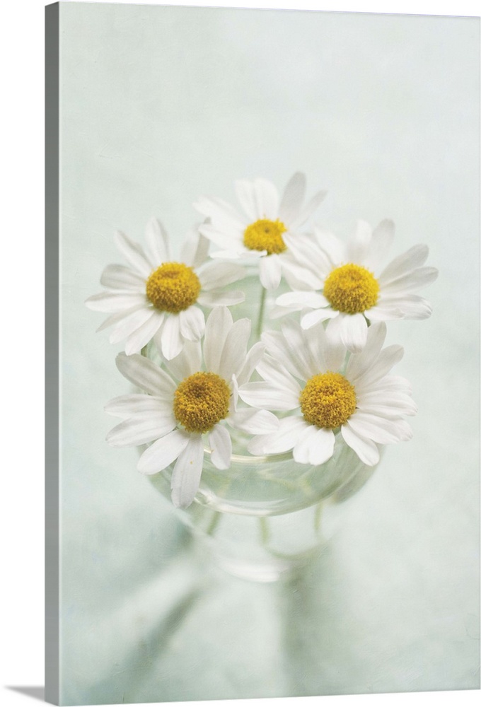 Looking down at vase of fresh white daisies.