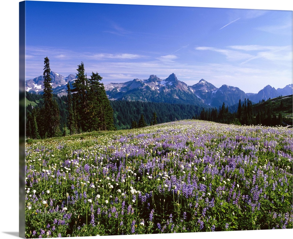 Looking toward the Tatoosh Mountain Range in Mount Rainier National Park. As seen from the Paradise area of the park.  Pho...