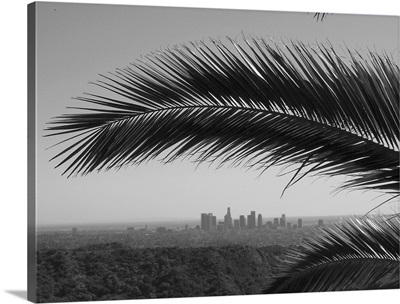 Los Angeles skyline framed by palm tree from Hollywood Hills.